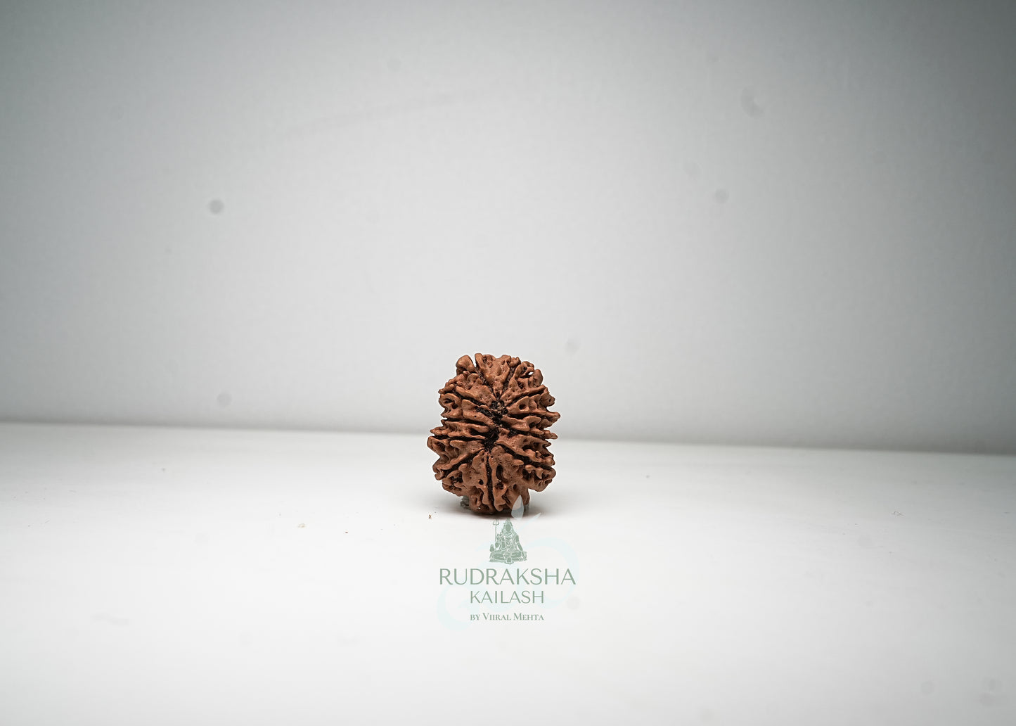 11 Mukhi Nepali Rudraksha - 1115