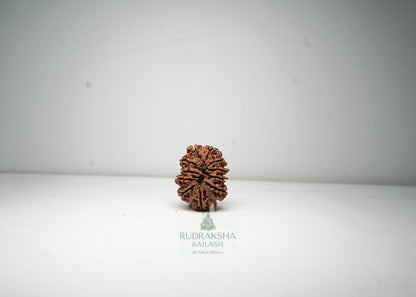 11 Mukhi Nepali Rudraksha - 1115