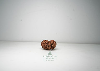 11 Mukhi Nepali Rudraksha - 1115