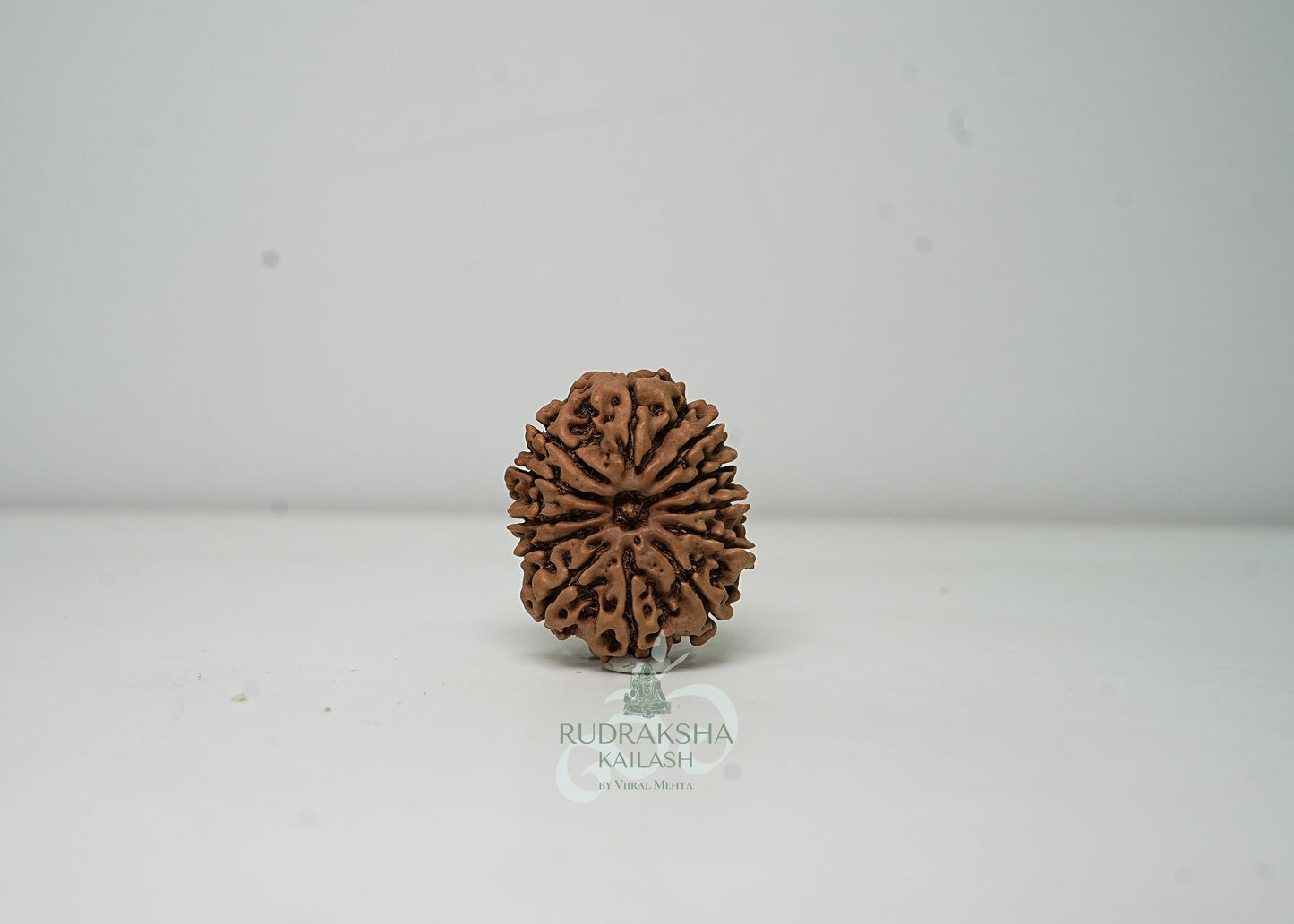 12 Mukhi Nepali Rudraksha - 1201