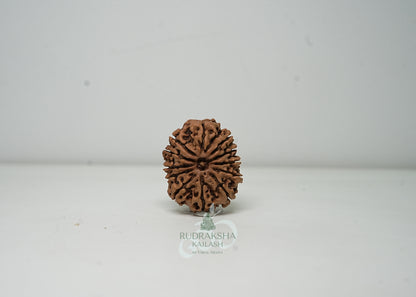 12 Mukhi Nepali Rudraksha - 1201