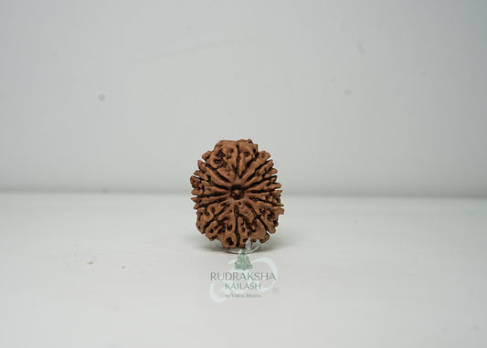 12 Mukhi Nepali Rudraksha - 1201