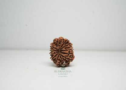 12 Mukhi Nepali Rudraksha - 1201