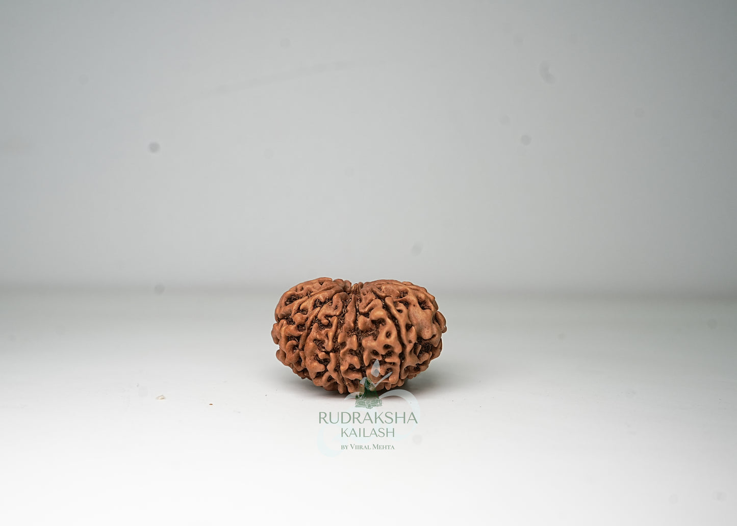 12 Mukhi Nepali Rudraksha - 1201