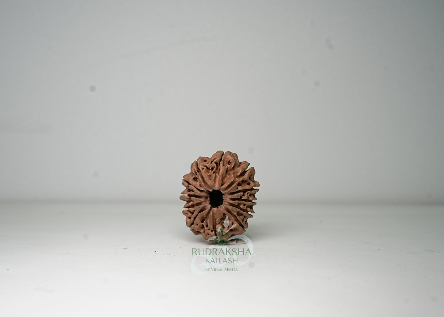 12 Mukhi Nepali Rudraksha - 1203