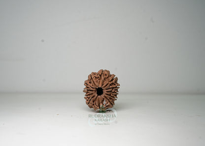 12 Mukhi Nepali Rudraksha - 1203