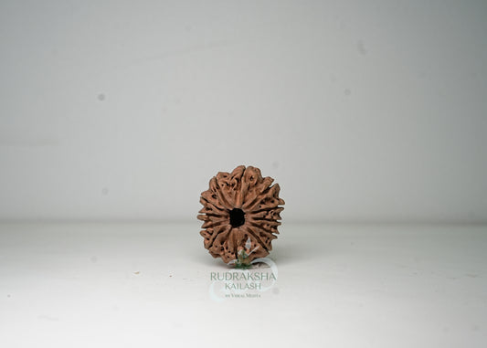 12 Mukhi Nepali Rudraksha - 1203