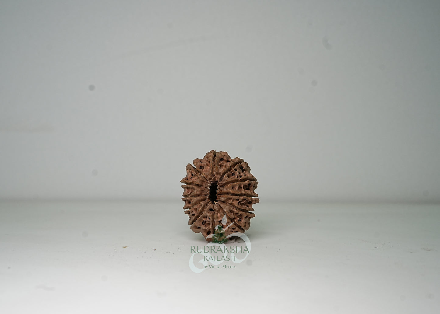 12 Mukhi Nepali Rudraksha - 1203