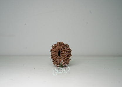 12 Mukhi Nepali Rudraksha - 1203
