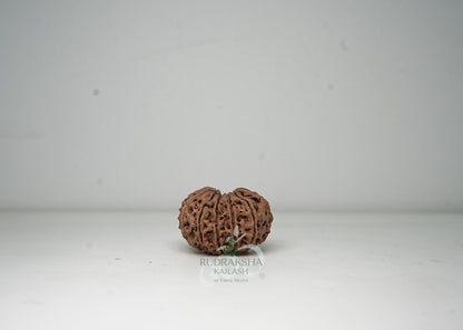 12 Mukhi Nepali Rudraksha - 1203