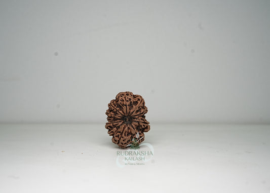 12 Mukhi Nepali Rudraksha - 1202