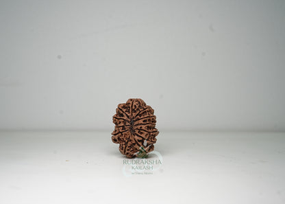 12 Mukhi Nepali Rudraksha - 1202