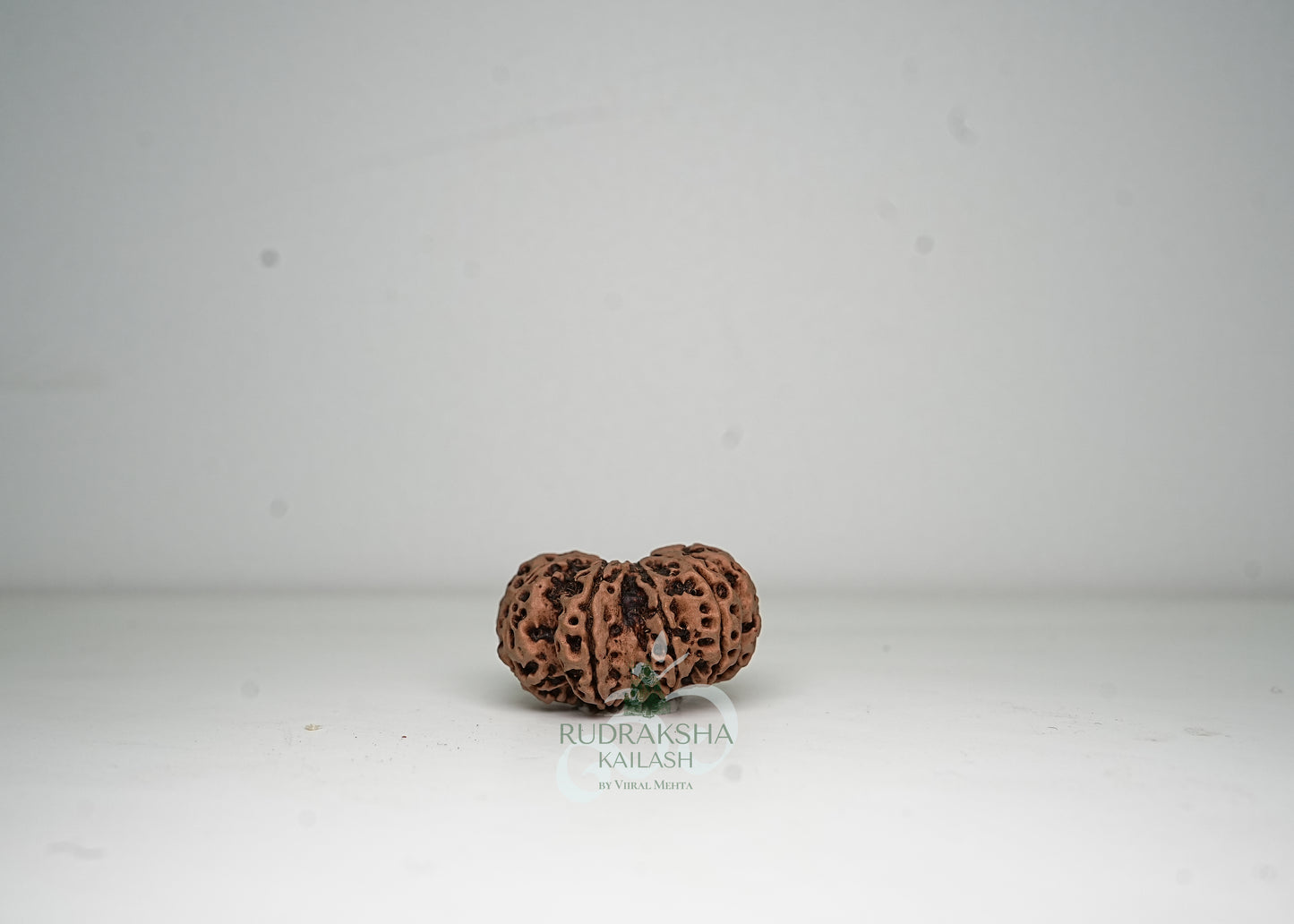 12 Mukhi Nepali Rudraksha - 1202
