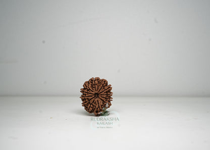 12 Mukhi Nepali Rudraksha - 1205