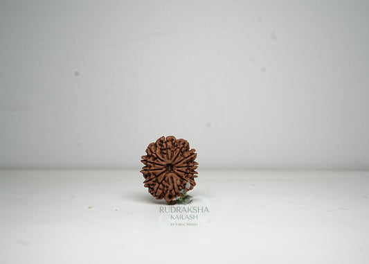 12 Mukhi Nepali Rudraksha - 1205
