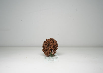 12 Mukhi Nepali Rudraksha - 1205