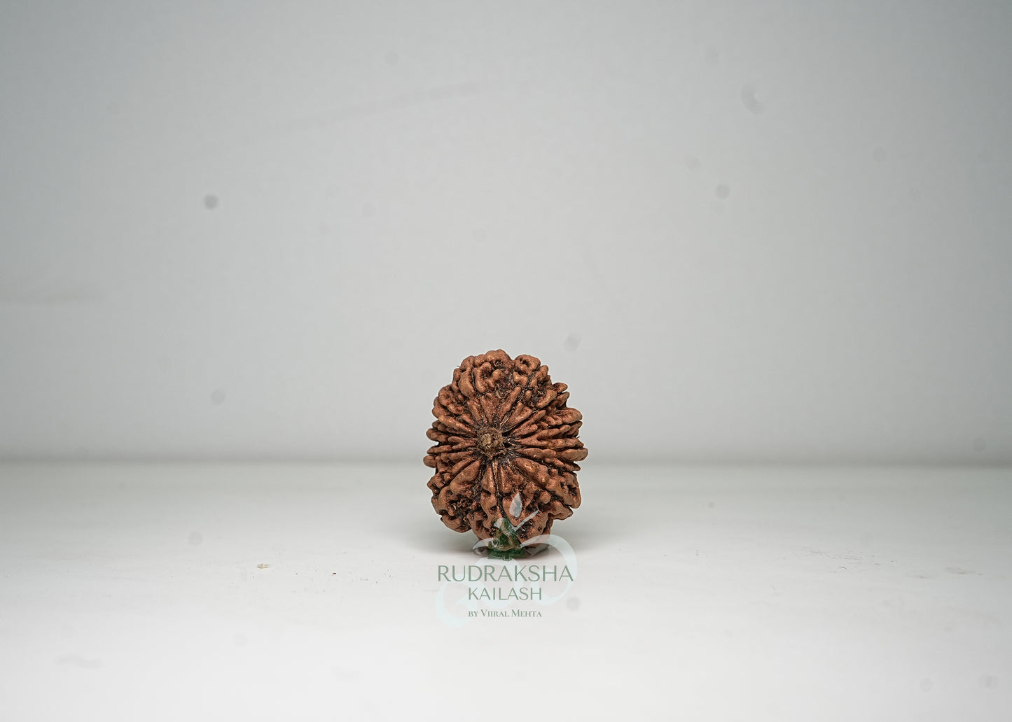 12 Mukhi Nepali Rudraksha - 1206