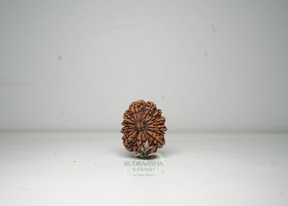 12 Mukhi Nepali Rudraksha - 1206