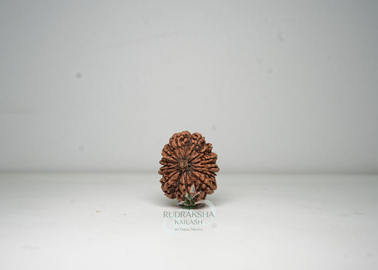 12 Mukhi Nepali Rudraksha - 1206