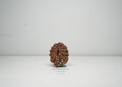 12 Mukhi Nepali Rudraksha - 1206