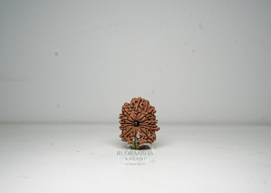 12 Mukhi Nepali Rudraksha - 1208