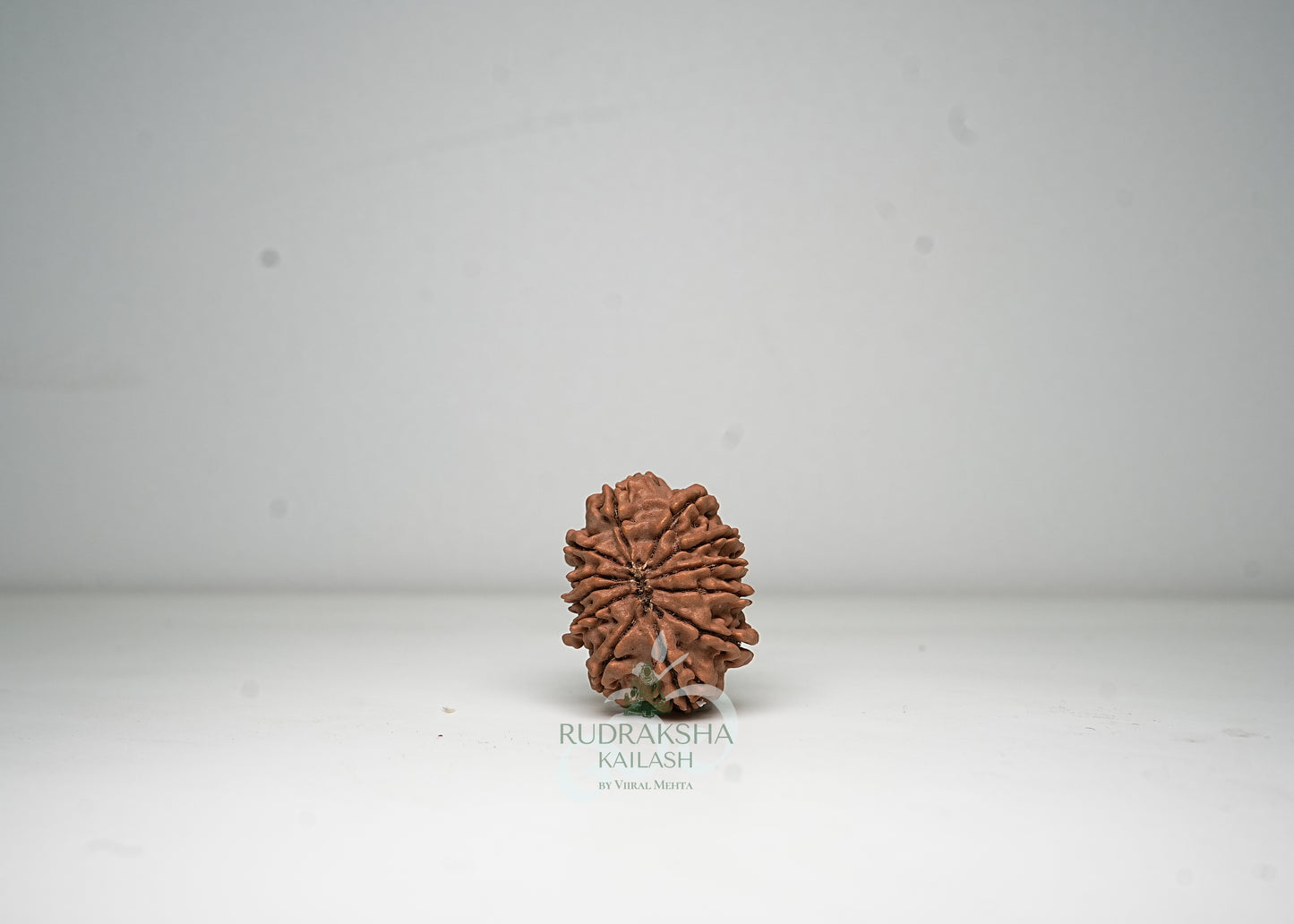 12 Mukhi Nepali Rudraksha - 1208