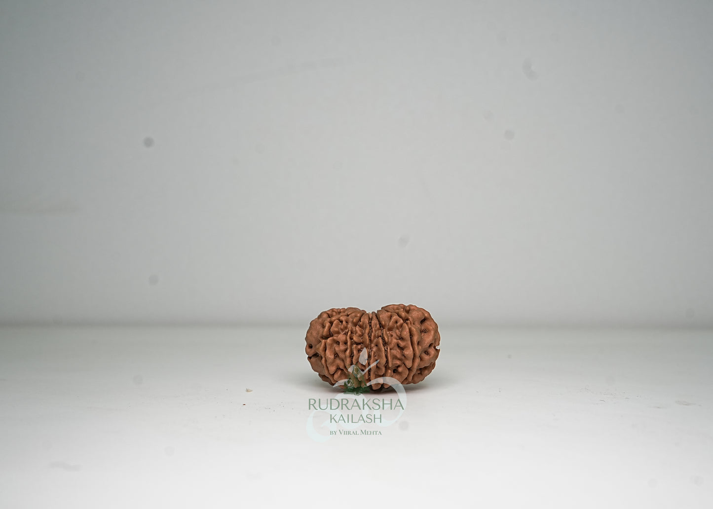 12 Mukhi Nepali Rudraksha - 1208