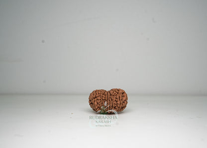 12 Mukhi Nepali Rudraksha - 1208