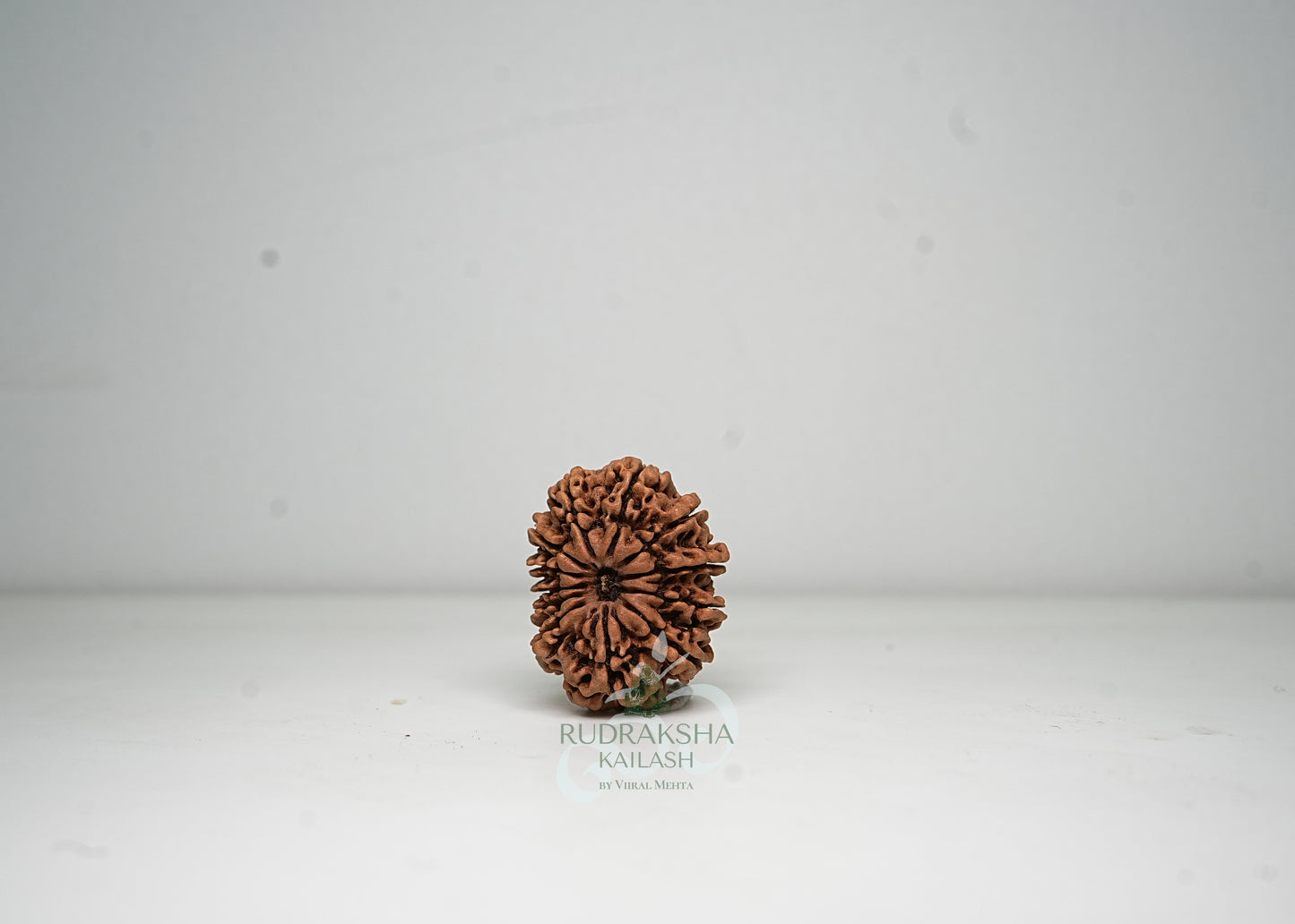 12 Mukhi Nepali Rudraksha - 1210