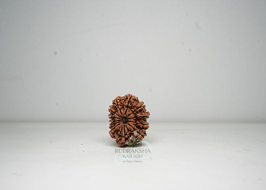 12 Mukhi Nepali Rudraksha - 1210