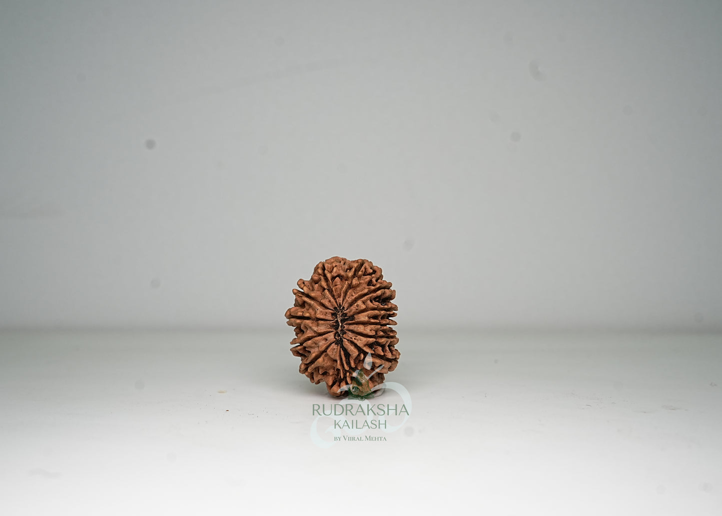 12 Mukhi Nepali Rudraksha - 1210