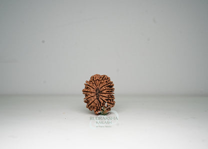 12 Mukhi Nepali Rudraksha - 1210