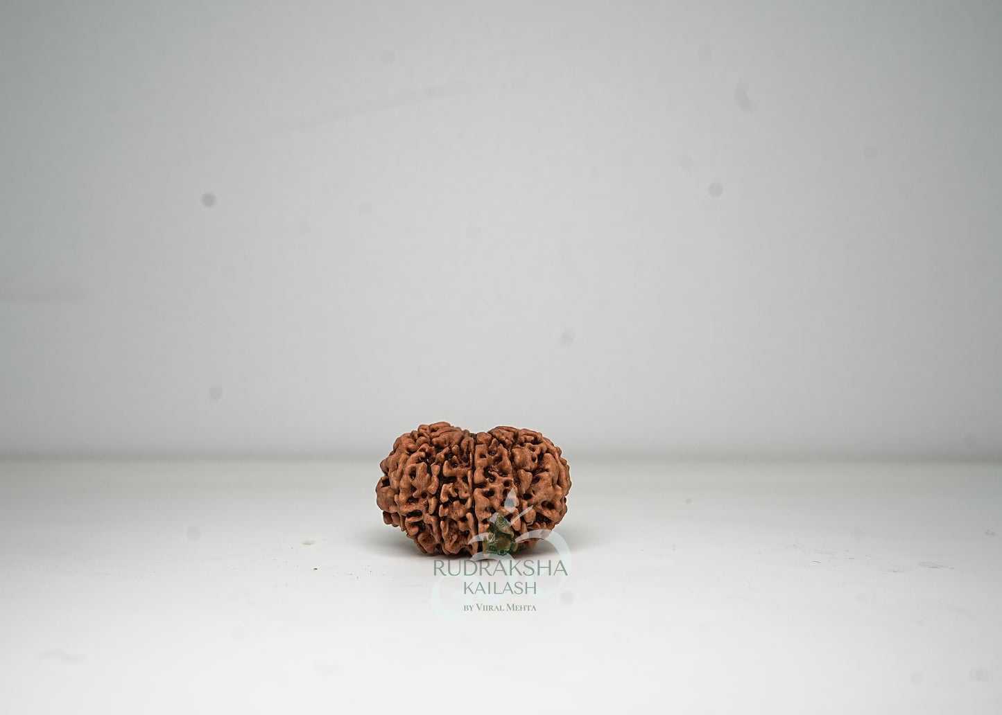 12 Mukhi Nepali Rudraksha - 1210
