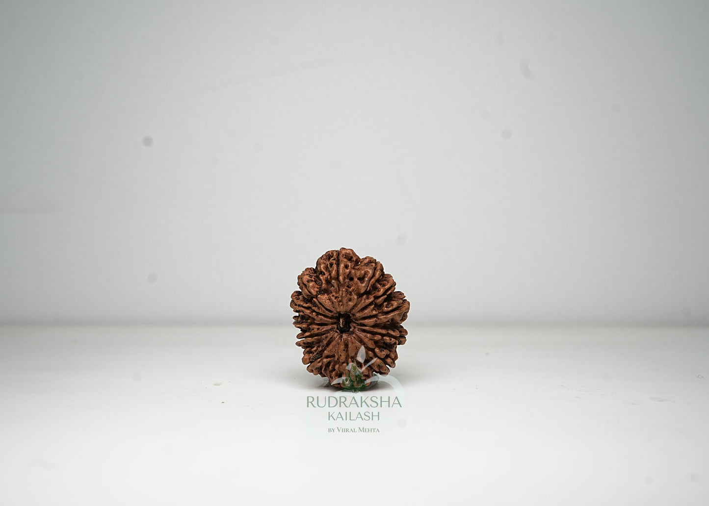 12 Mukhi Nepali Rudraksha - 1209