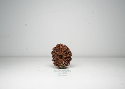 12 Mukhi Nepali Rudraksha - 1209