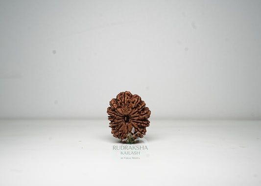 12 Mukhi Nepali Rudraksha - 1211