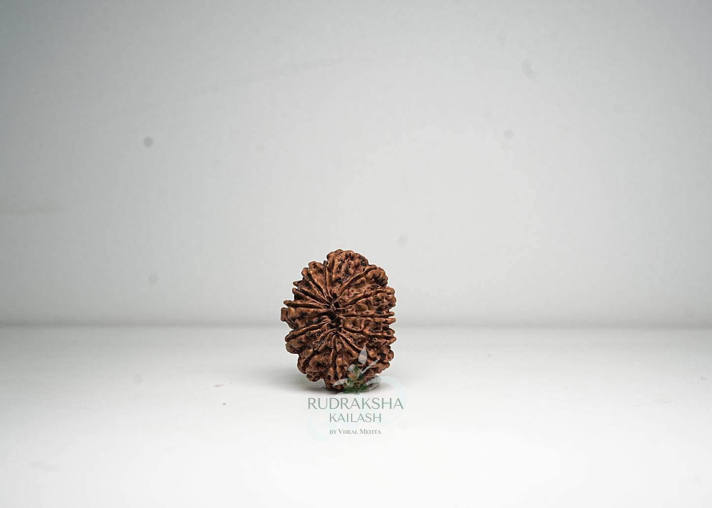 12 Mukhi Nepali Rudraksha - 1211