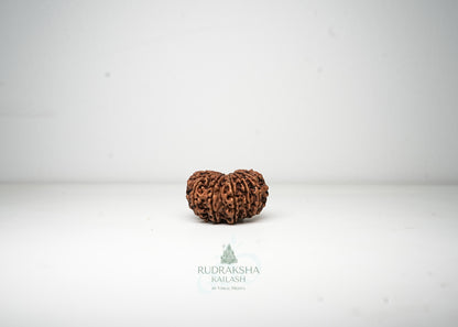 12 Mukhi Nepali Rudraksha - 1209
