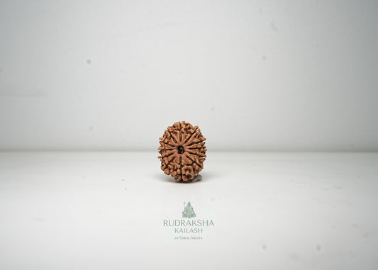 12 Mukhi Nepali Rudraksha - 1212