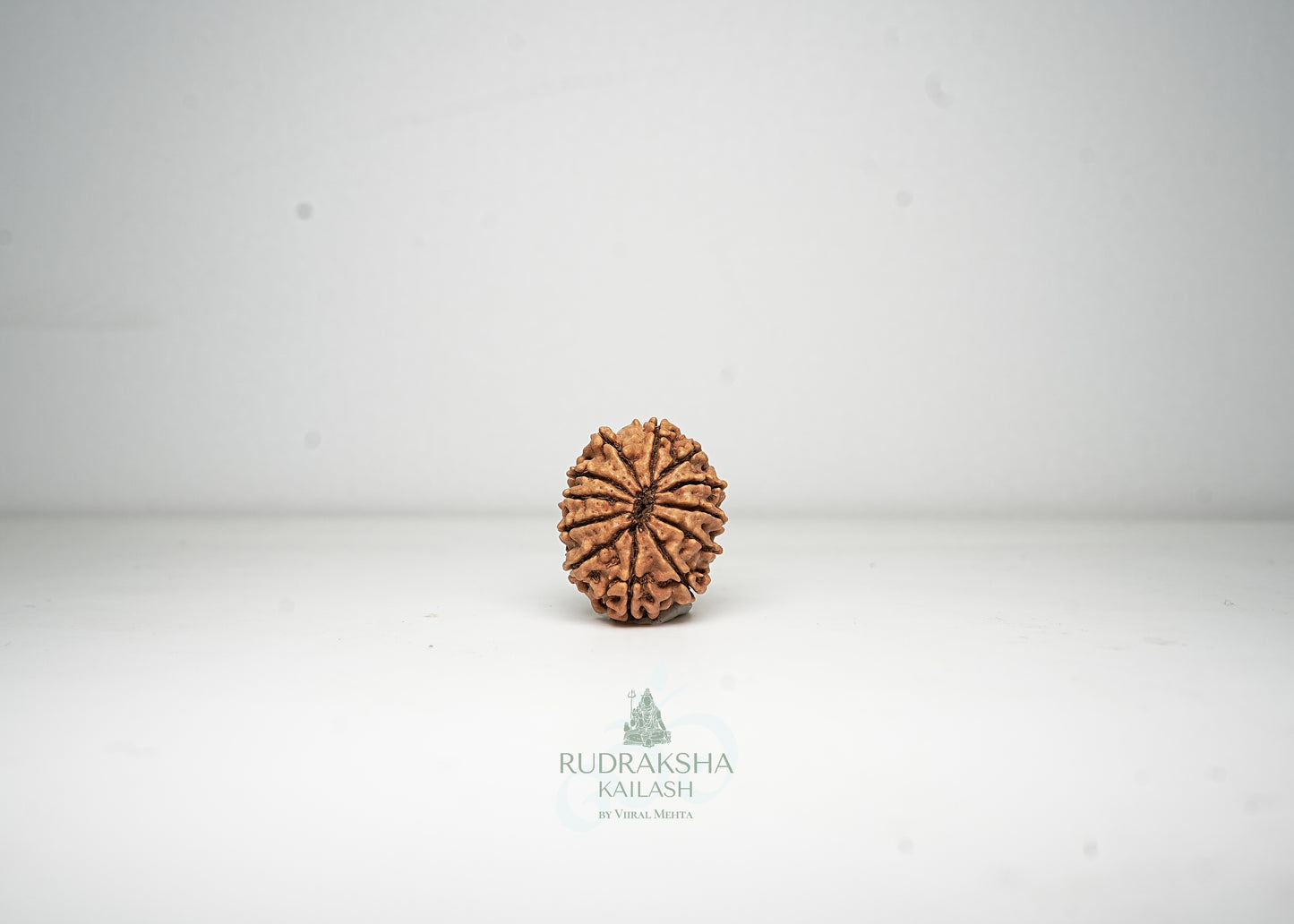12 Mukhi Nepali Rudraksha - 1212
