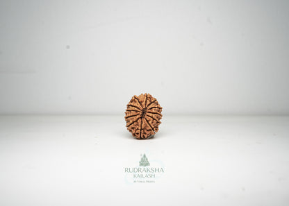 12 Mukhi Nepali Rudraksha - 1212