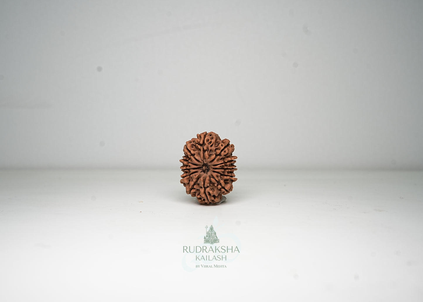 12 Mukhi Nepali Rudraksha - 1213
