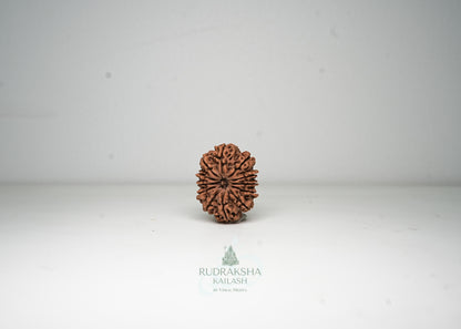 12 Mukhi Nepali Rudraksha - 1213