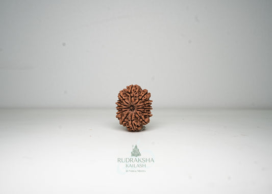 12 Mukhi Nepali Rudraksha - 1213