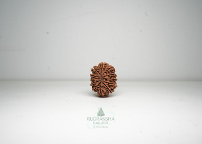 12 Mukhi Nepali Rudraksha - 1213