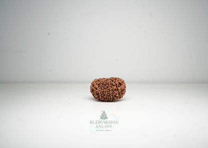12 Mukhi Nepali Rudraksha - 1213