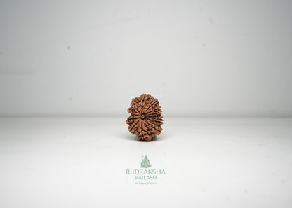 12 Mukhi Nepali Rudraksha - 1214
