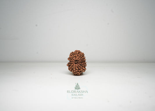 12 Mukhi Nepali Rudraksha - 1214