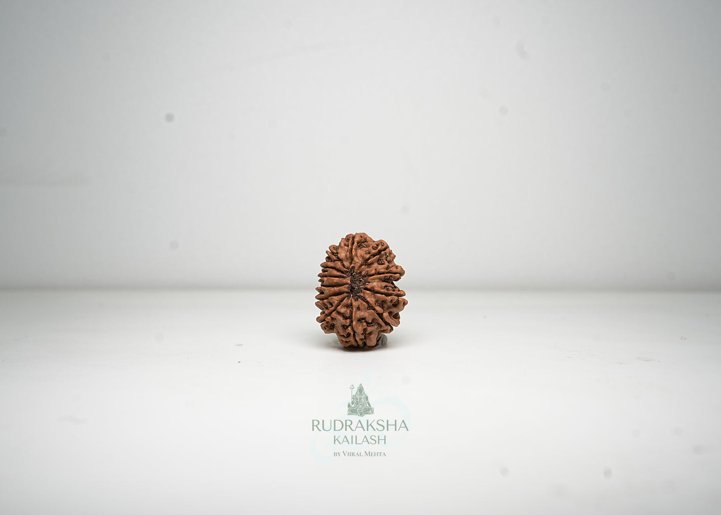 12 Mukhi Nepali Rudraksha - 1214