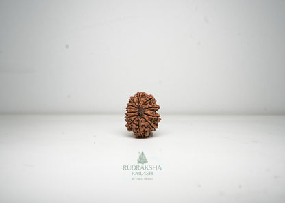 12 Mukhi Nepali Rudraksha - 1214